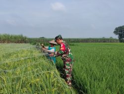 Babinsa Desa Bendiljati Wetan Menjaga Padi, Menjaga Ketahanan Pangan Nasional