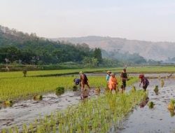 Koptu Gunawan Sosok Babinsa dengan Semangat Tumbuh Bersama Tetes Keringat Petani