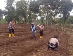 Kolaborasi Polres Majalengka dan Poktan Girimukti Tanam Jagung Dilahan 3,7 Hektar, Dukung Program Ketahanan Pangan