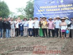 Sorgum Komoditas Alternatif Pangan Siap Dikembangkan Bupati Cirebon