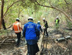 Pelindo Perkuat Komitmen ESG melalui Pelestarian Ekosistem Mangrove Sejak 2010