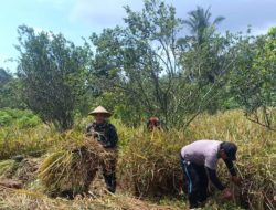 Sosok Berseragam Loreng di Balik Semangat Petani Desa Samar, Bantu Petani Panen Padi