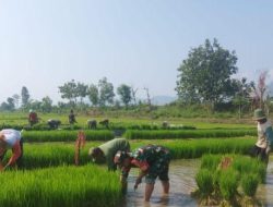 Ketahanan Pangan di Kelurahan Jepun, TNI dan Petani Saling Bergandengan