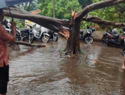 Pohon Tumbang dan Warung Roboh di Jalur Lingkar Salatiga, Hujan Deras Disertai Angin Kencang