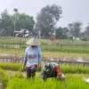 Giat Babinsa Desa Pojok Dampingi Petani Siapkan Bibit Padi